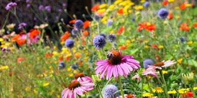 A field of wild flowers 