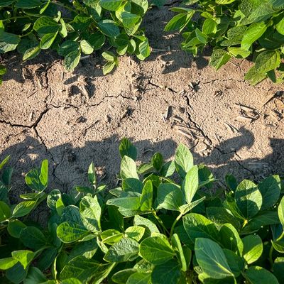 Green plants growing in dry, cracked soil under sunlight.