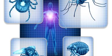 Illustration of insects and parasites affecting human health.