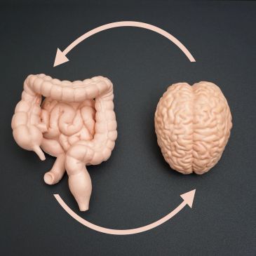 Illustration of gut-brain connection with arrows.