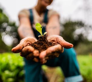 Hands holding soil with a small plant seedling.