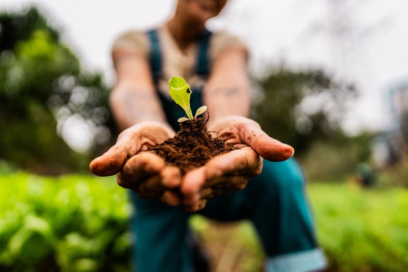 Close-up of a lettuce seedling on farmer hands on community garden