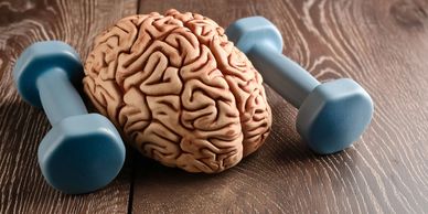 Model brain placed between two blue dumbbells on wooden surface.