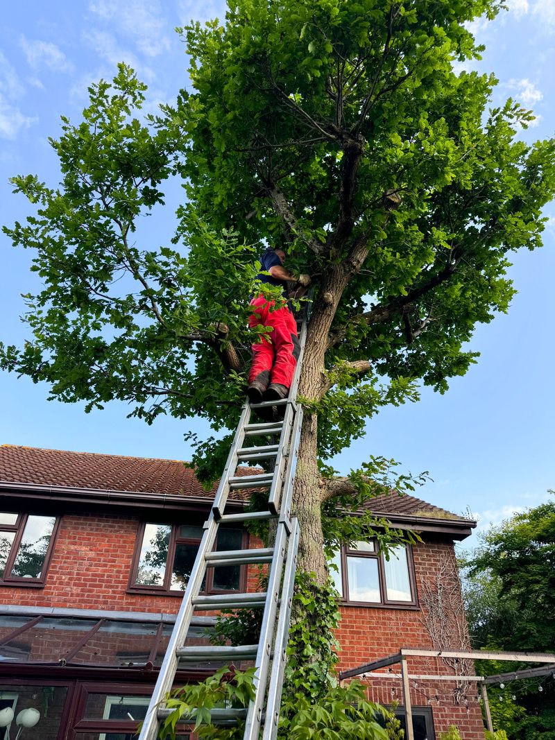 Stock photo showing a tree surgeon wearing protective clothing and pruning branches of an English oak tree (Quercus robur) whilst stood on the rungs of an extendable ladder.