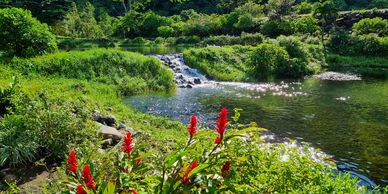 Natural beauty in the lush forests of Central America