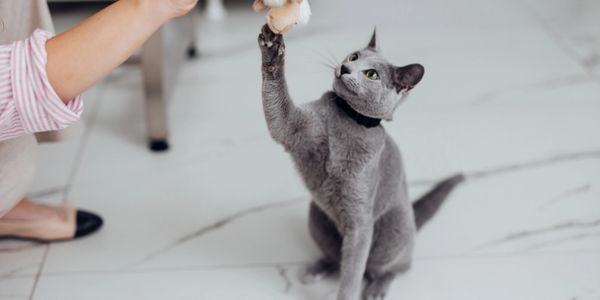 A gray cat reaching for a toy held by a person.