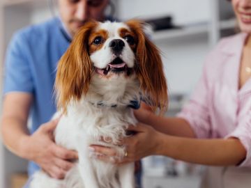 Happy dog being examined by two people.