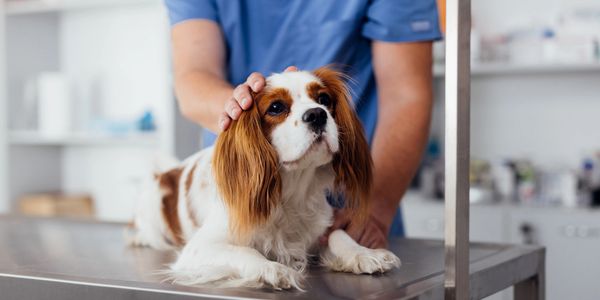 A Cavalier King Charles Spaniel is comforted by a vet in a clinic.
