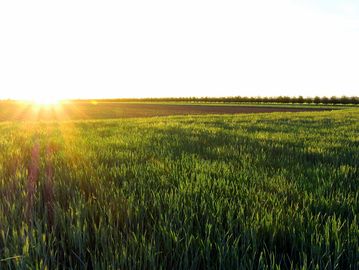 Sunrise over a green field.