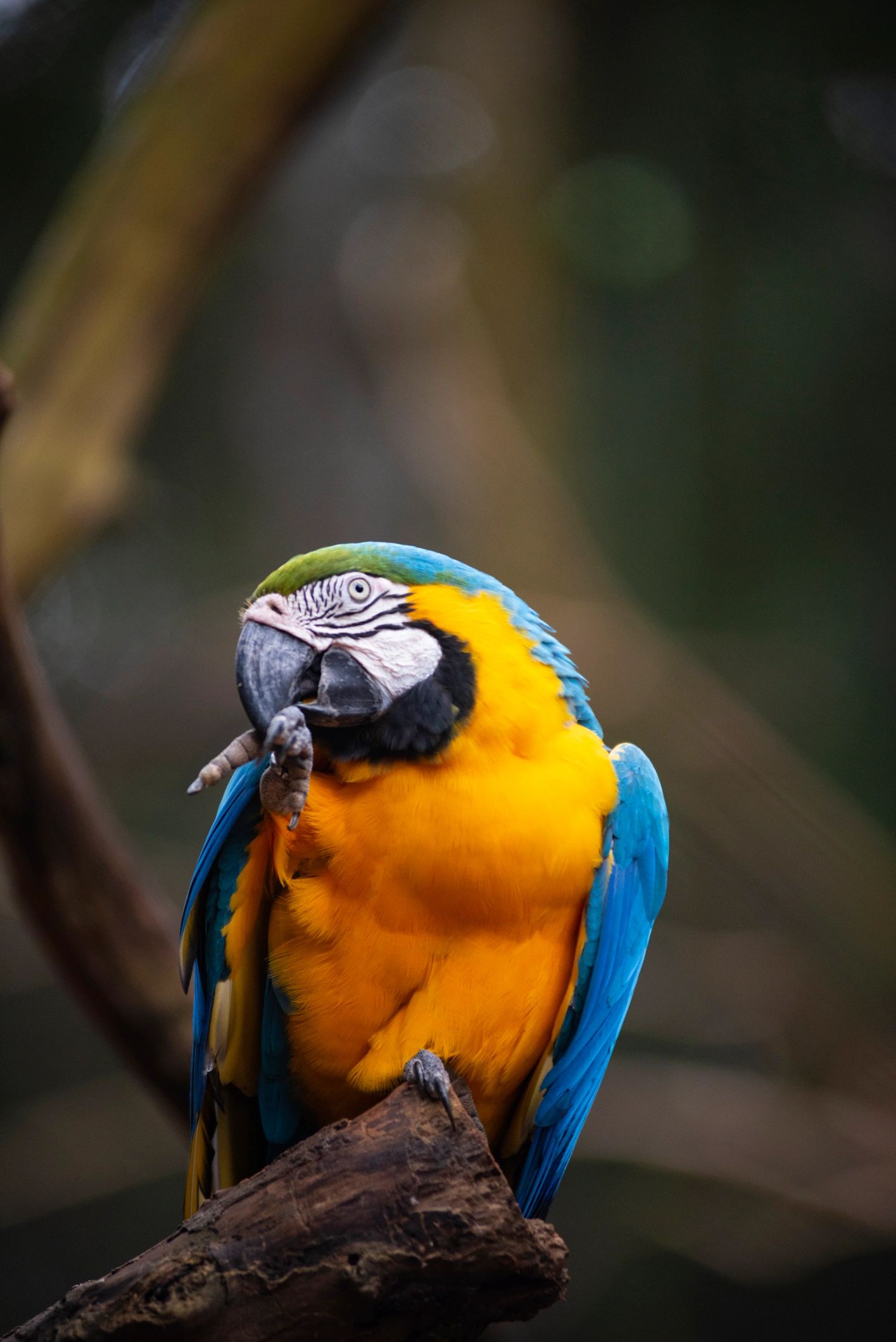Avian Rescue Center: Caring for Birds in Need
