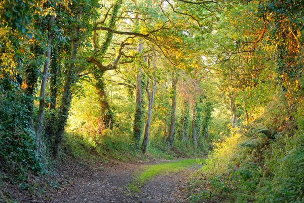 Beautiful trail through the woods