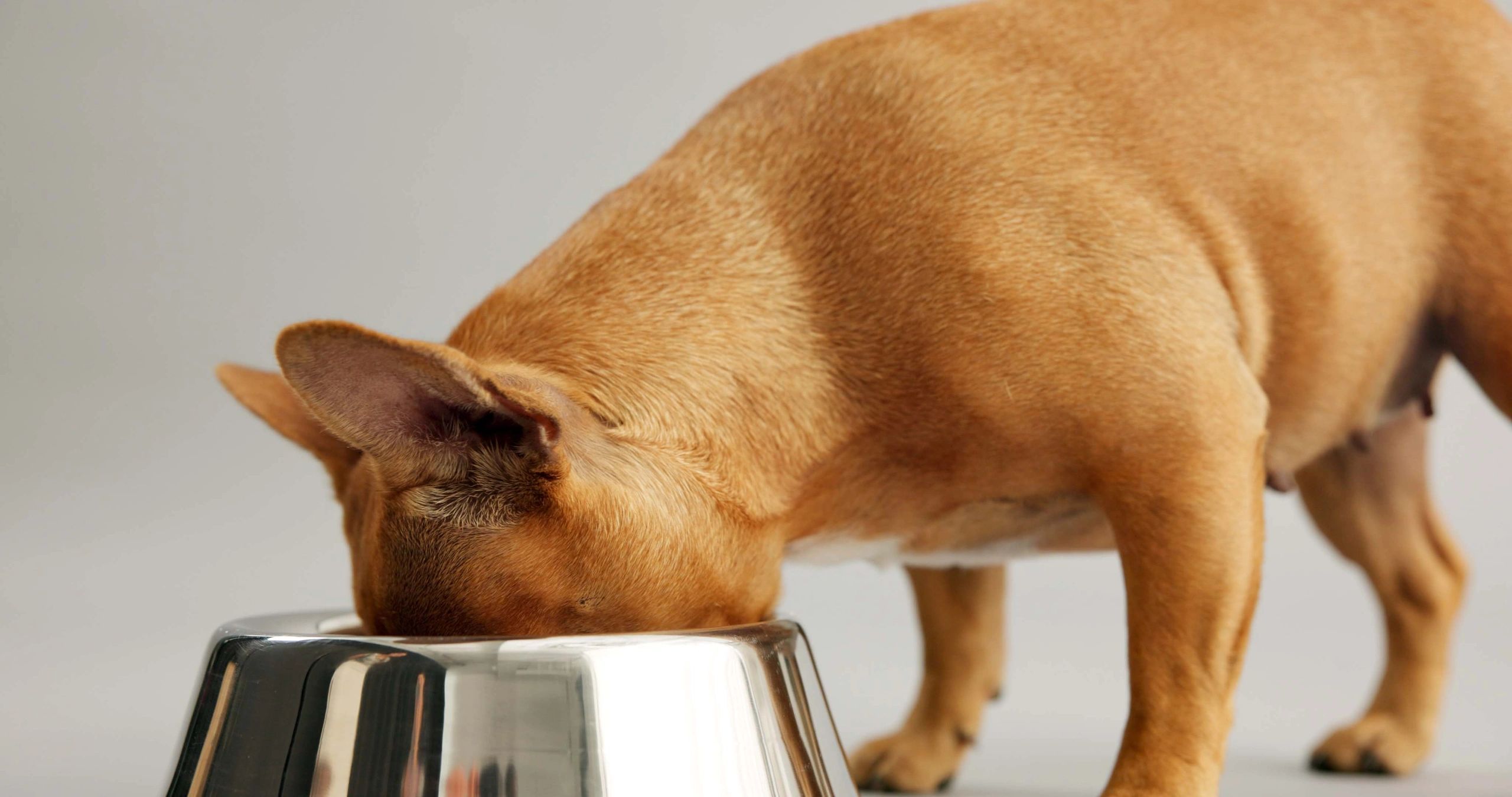 Canine Nutrition for Optimal Dog Health Solutions - Canine Lupus And Dietary Essentials