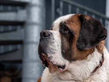 Close-up of a St. Bernard dog.