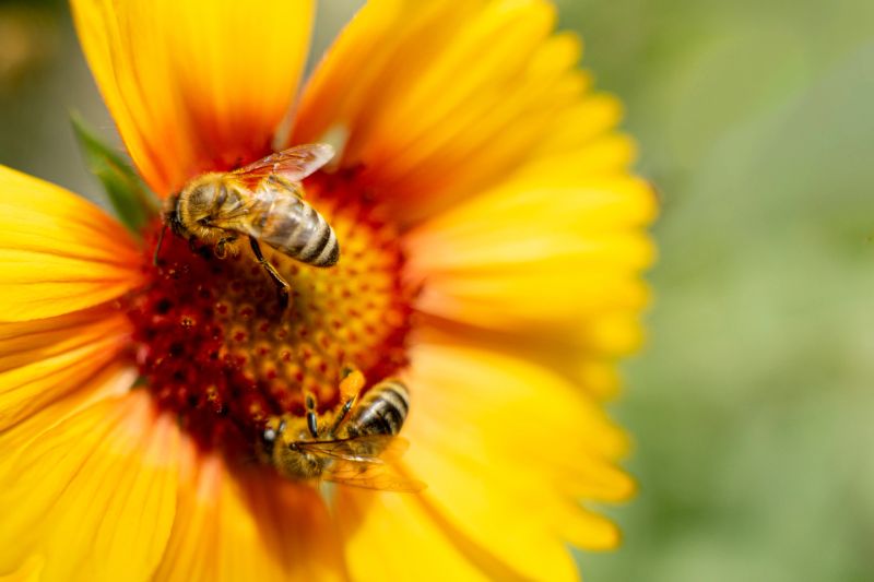 A close-up photograph of a bee collecting nectar from a vibrant yellow flower. The image focuses on the bee's detailed anatomy and the flower's rich color