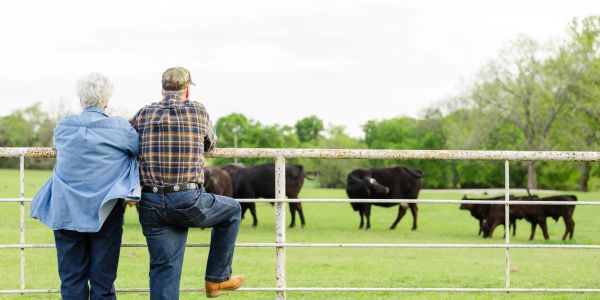 Elderly couple watching cattle in a green field.