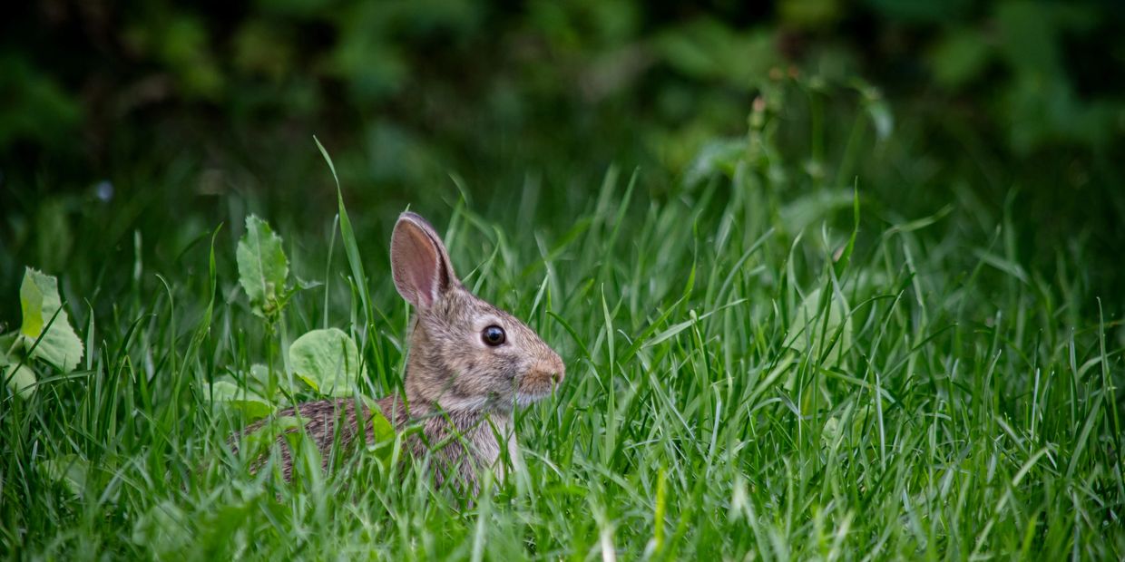 A rabbit sitting alert in tall green grass.