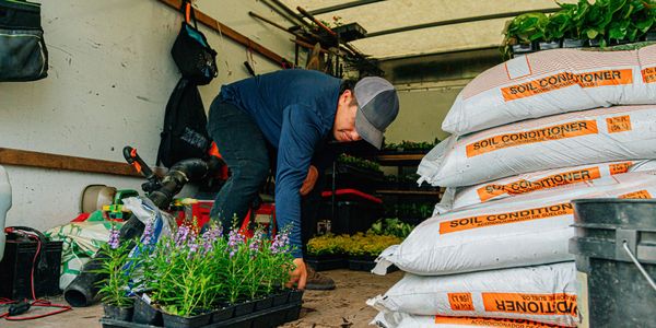 Person working with plants and soil conditioner bags in a greenhouse.