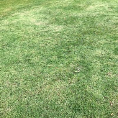 Green grass lawn with a small snake in the center.