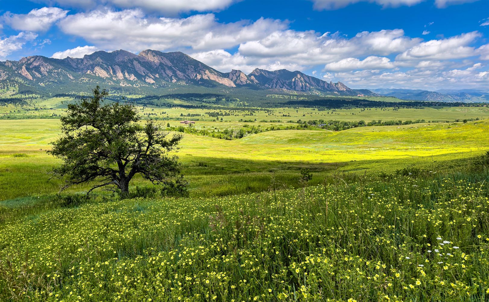 A lone tree in a yellow flower field with mountains and blue sky.