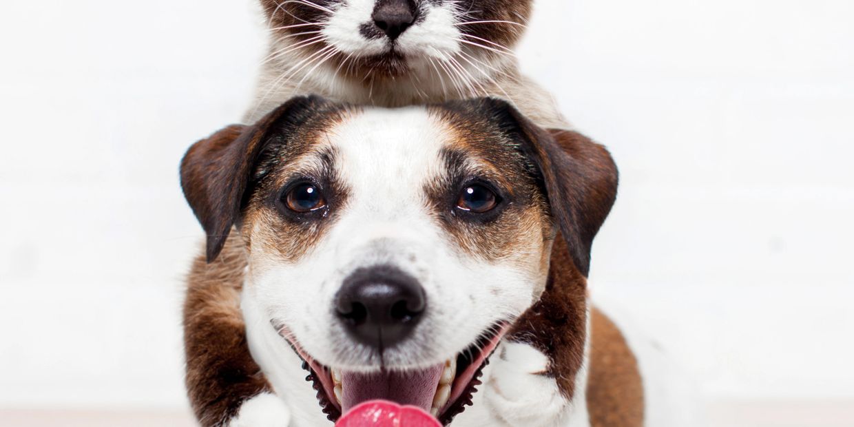 A happy dog with a cat resting on its head against a white background.