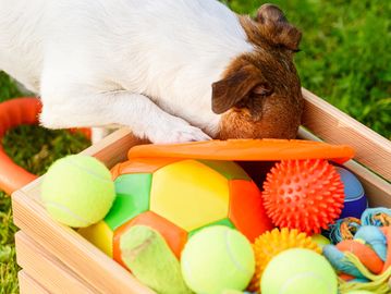 Dog investigating a box of colorful toys outdoors.
