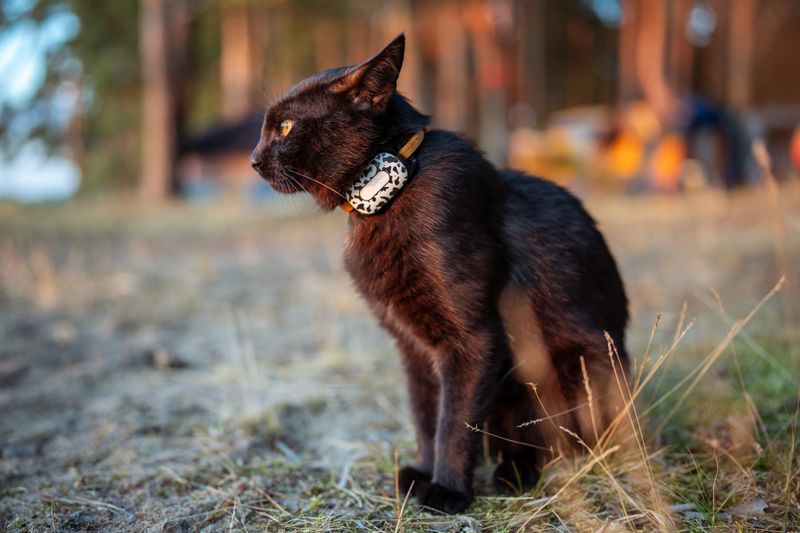 Black cat wearing GPS tracker collar sitting in forest clearing on sunny day. GPS positioning for domestic animals to prevent lost with innovative technology for pet safety while exploring outdoors