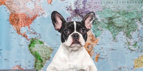 Paws To Bark scooping dog poop Burlington and Oakville Ontario. Dog poop removal Brantford