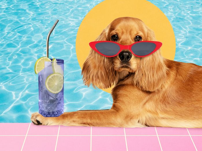 Dog with red sunglasses relaxing by the pool with a lemon drink.