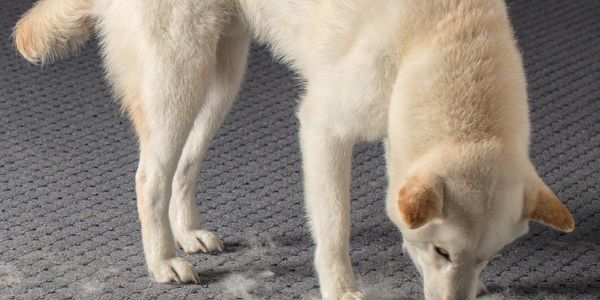 A light-colored dog sniffing fur on a carpeted floor indoors.