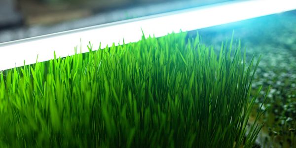 fodder growing process shown for beef cattle
