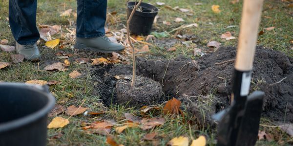 regrowing the environment