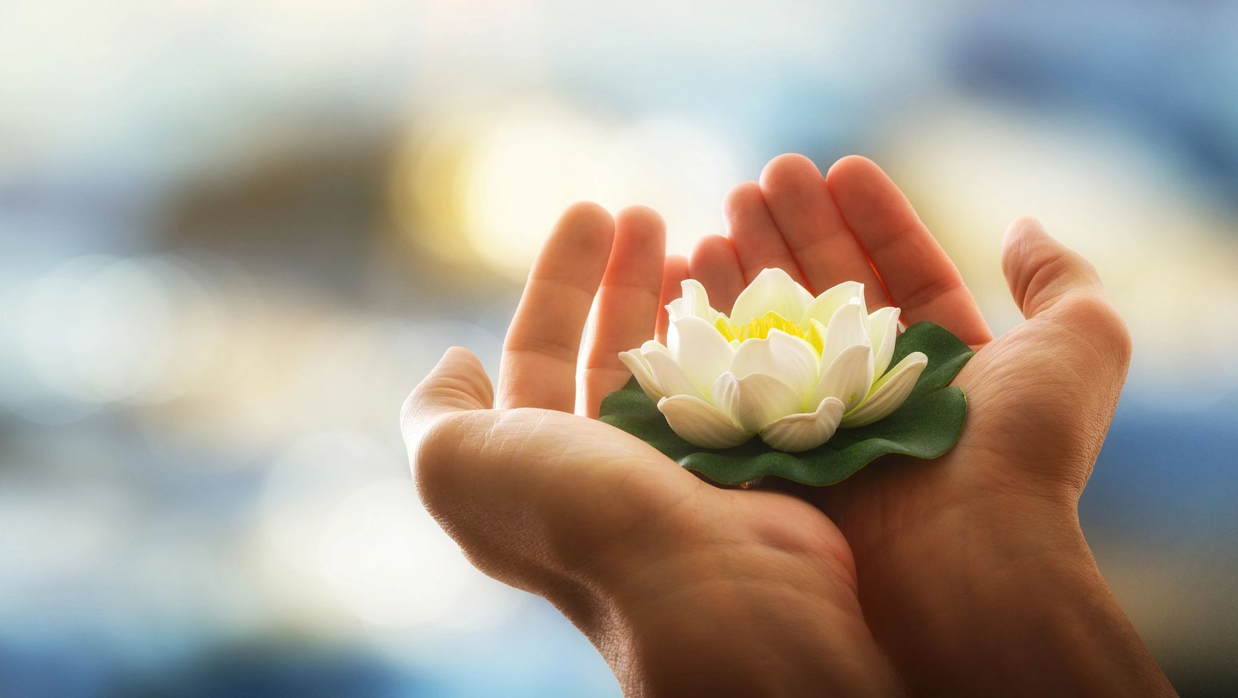 Hands gently holding a white lotus flower with blurred background, individual therapy sessions