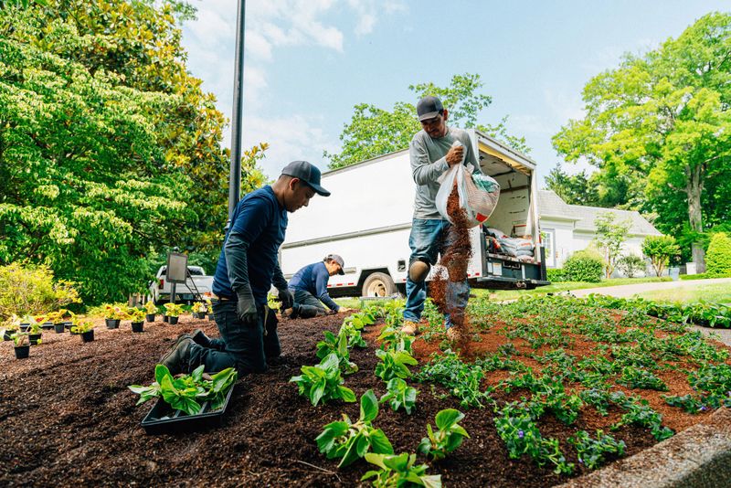 Professional Landscaper Hispanic Crew proudly working together to Plant a Flowerbed in a Public Neighborhood Park Median Green Space. Photo taken in Tennessee, USA (Southern USA)