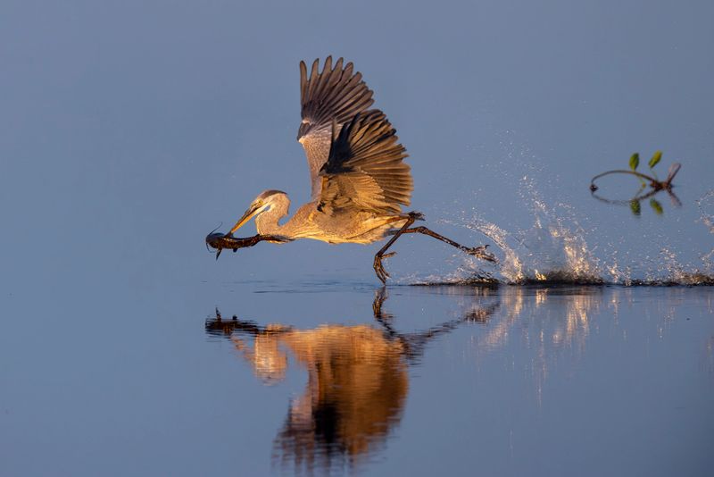 Taxon name: Great Blue Heron
Taxon scientific name: Ardea herodias
Location: Paynes Prairie Preserve State Park, Florida, USA