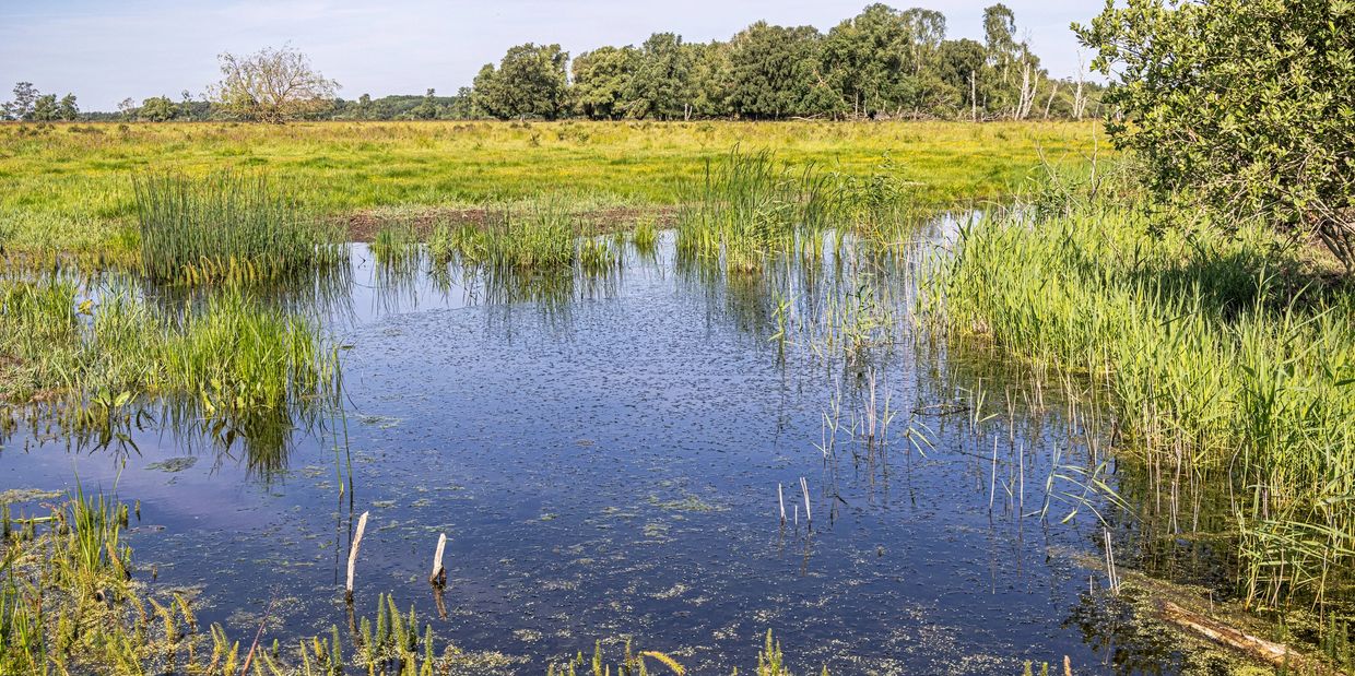 A serene pond surrounded by lush greenery.