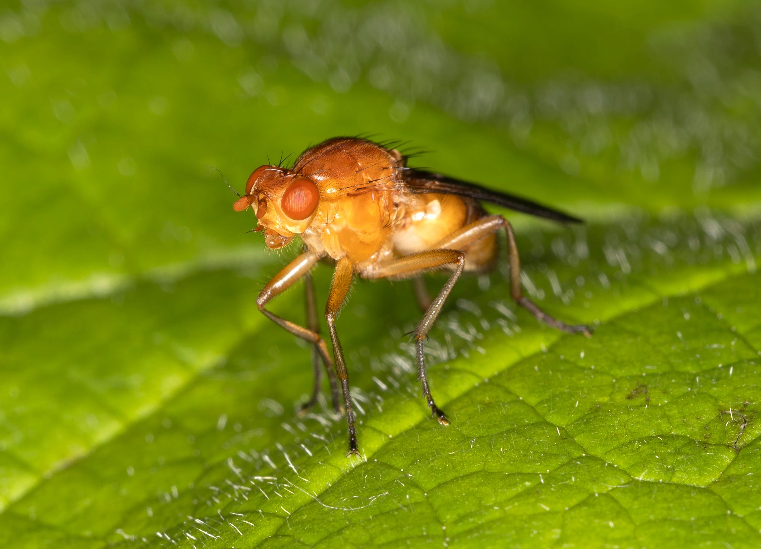 How to Get Rid of Fruit Flies