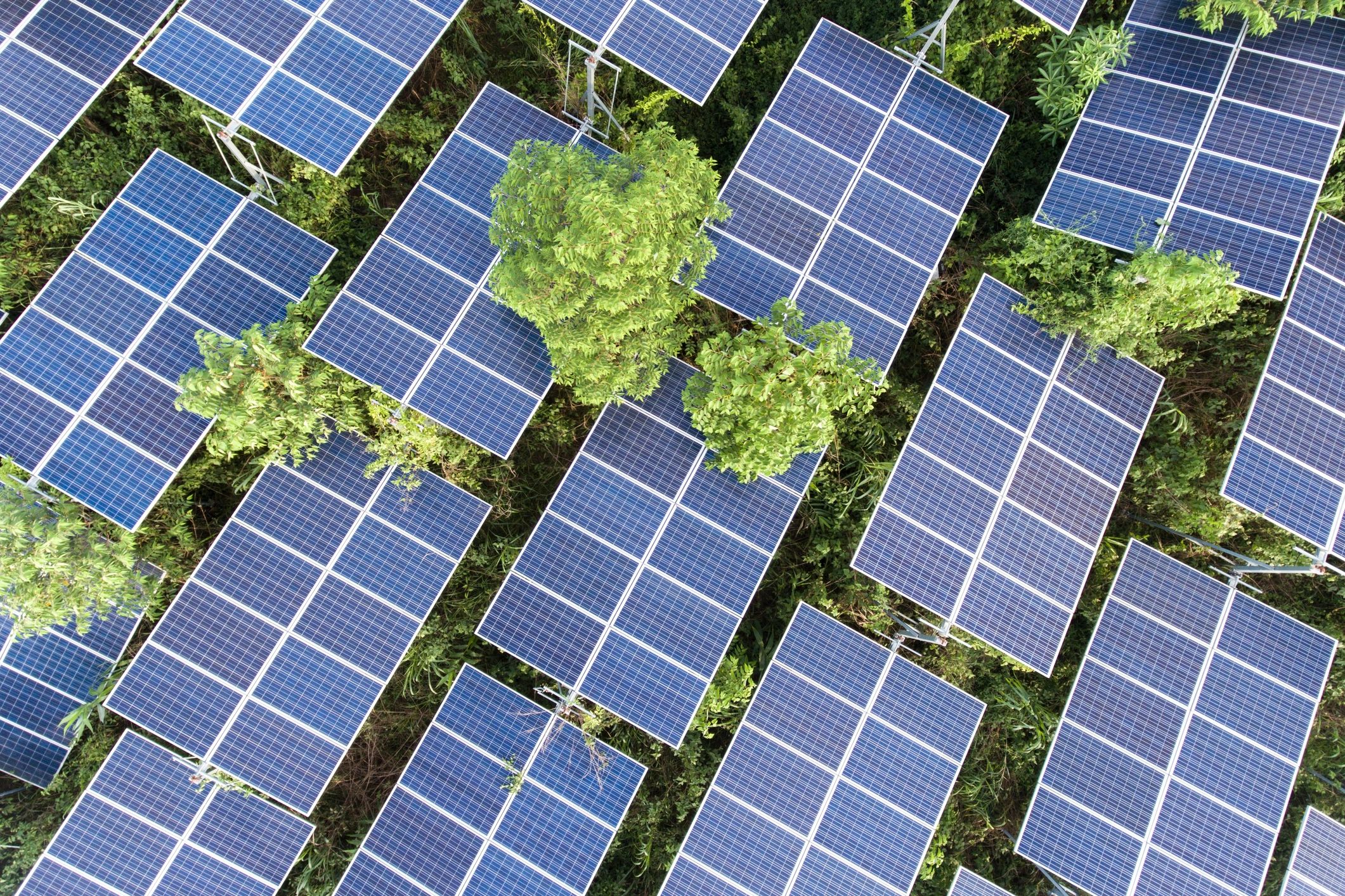 Solar Tree