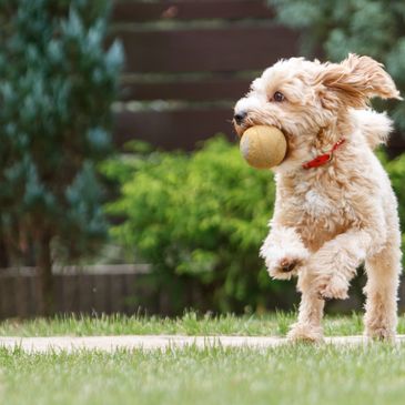 A dog hold the ball on the mouth with running on the garden