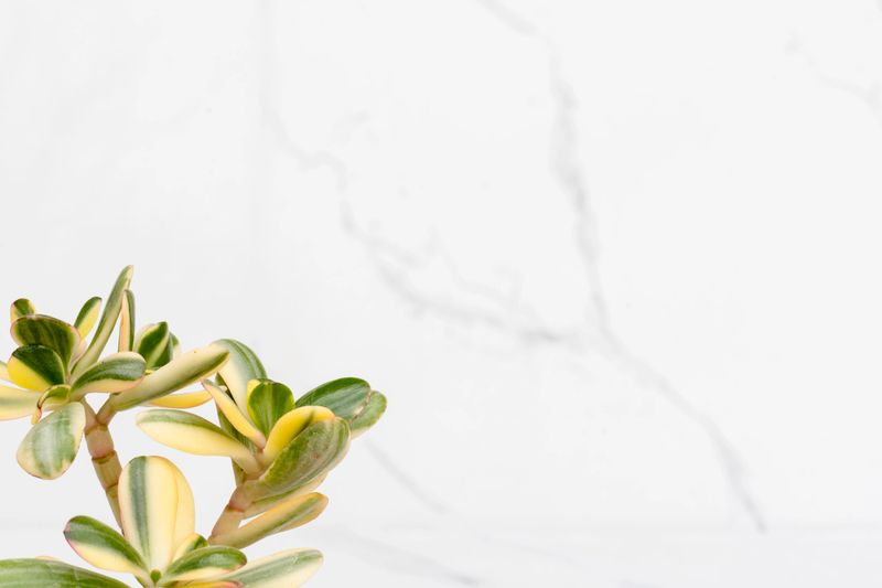 Rare Crassula Ovata Jade Plant Money Plant variegated or Good Luck Vastu Plant on a white isolated background with blank space for text.