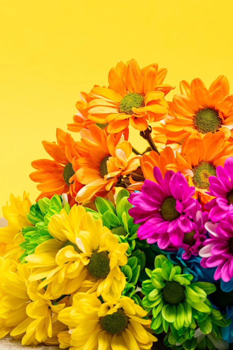 Fresh spring summer flowers frame composition, colored flowers on yellow background, rainbow plant gerbera chrysanthemum colorful, colorful flower various on yellow background