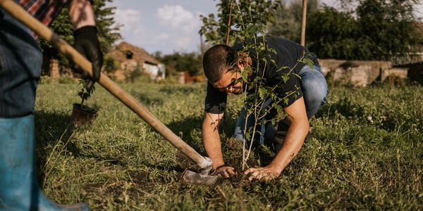 Two men planting a young tree in a grassy field on a sunny day.