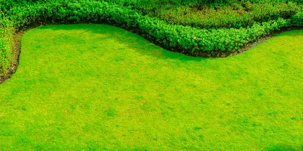 A neatly trimmed green lawn with a decorative hedge border.