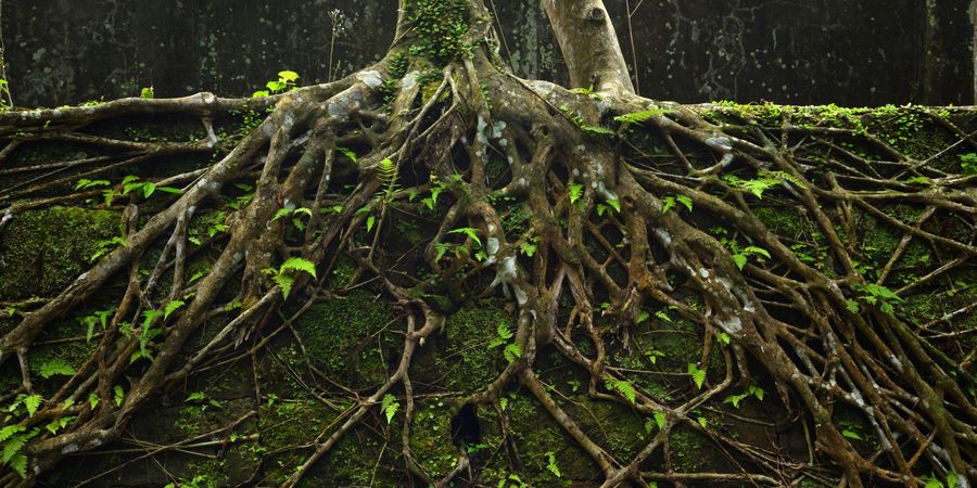 Tree roots sprawling over a moss-covered brick wall.