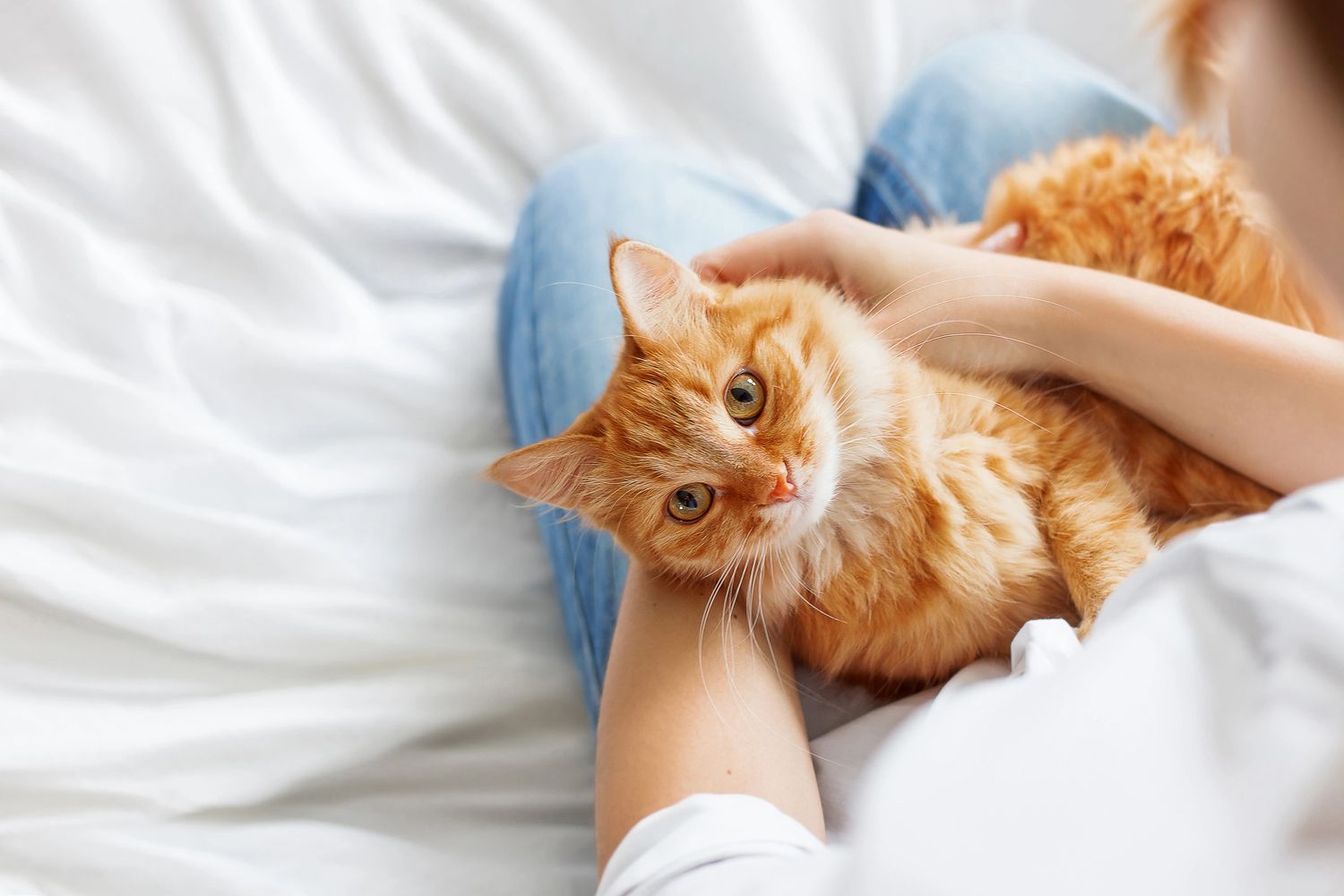 Love and Care for your cat at Cosy Cat Inn Hua Hin 
