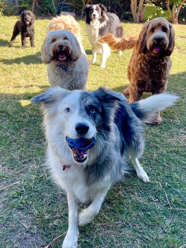 Happy Pups 
