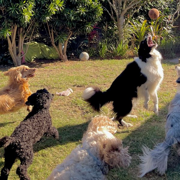 Five dogs excitedly play outside chasing a ball in the air.