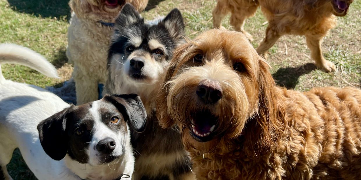 A group of happy dogs posing outdoors on grass.
