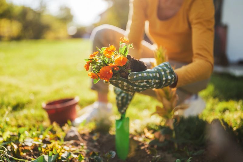 Close up image of woman gardening in her yard. She  is planting a flower.