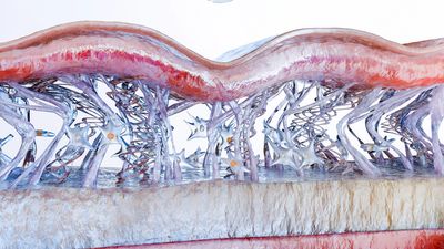 3D rendering of collagen fibers in skin tissue with star-shaped cells.