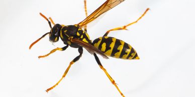 Close-up of a yellow and black wasp against a white background.